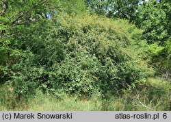 Cotoneaster multiflorus var. multiflorus (irga wielokwiatowa)