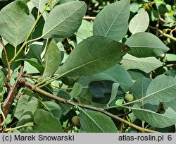 Cotoneaster multiflorus var. multiflorus (irga wielokwiatowa)