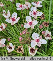 Butomus umbellatus (łączeń baldaszkowy)