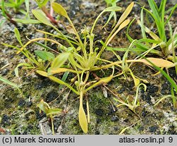 Limosella aquatica (namulnik brzegowy)