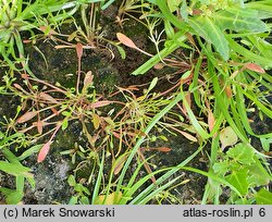 Limosella aquatica (namulnik brzegowy)