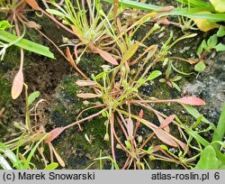 Limosella aquatica (namulnik brzegowy)