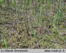 Drosera intermedia (rosiczka pośrednia)