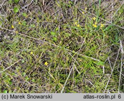 Ranunculus flammula (jaskier płomiennik)