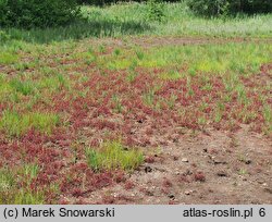 Drosera intermedia (rosiczka pośrednia)