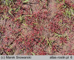 Drosera intermedia (rosiczka pośrednia)