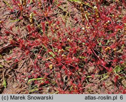 Drosera intermedia (rosiczka pośrednia)