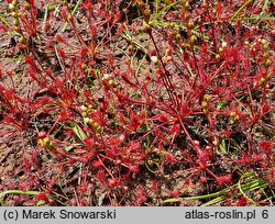 Drosera intermedia (rosiczka pośrednia)