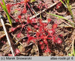 Drosera intermedia (rosiczka pośrednia)