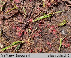 Drosera intermedia (rosiczka pośrednia)