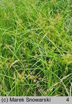 Cyperus esculentus (cibora jadalna)