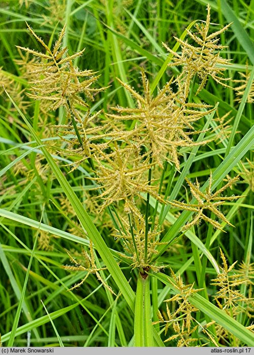 Cyperus esculentus (cibora jadalna)