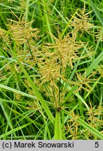 Cyperus esculentus (cibora jadalna)