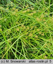 Cyperus esculentus (cibora jadalna)