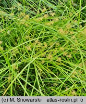 Cyperus esculentus (cibora jadalna)