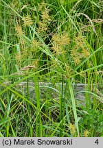 Cyperus esculentus (cibora jadalna)