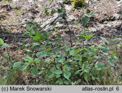 Alnus rugosa (olsza pomarszczona)