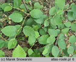 Alnus rugosa (olsza pomarszczona)