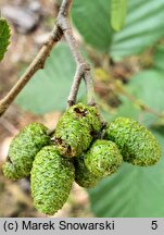 Alnus rugosa (olsza pomarszczona)