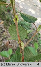 Alnus rugosa (olsza pomarszczona)