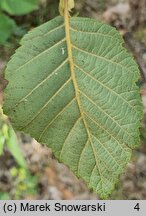 Alnus rugosa (olsza pomarszczona)