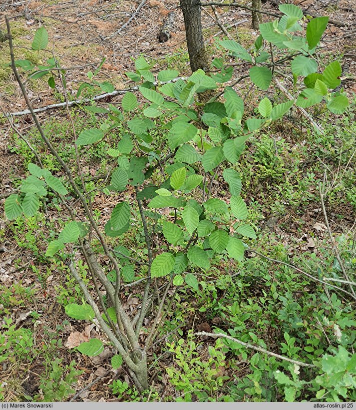 Alnus rugosa (olsza pomarszczona)