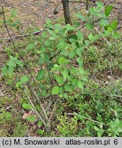 Alnus rugosa (olsza pomarszczona)