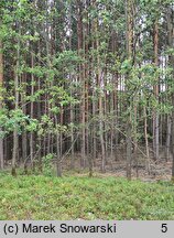 Alnus rugosa (olsza pomarszczona)