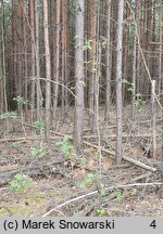 Alnus rugosa (olsza pomarszczona)