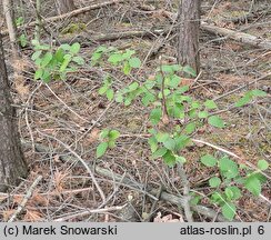 Alnus rugosa (olsza pomarszczona)