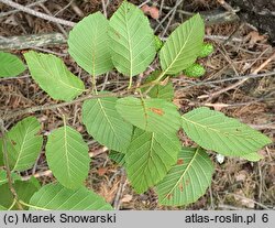 Alnus rugosa (olsza pomarszczona)