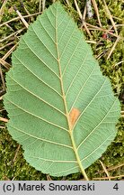 Alnus rugosa (olsza pomarszczona)