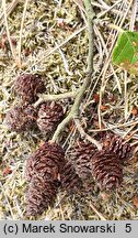 Alnus rugosa (olsza pomarszczona)