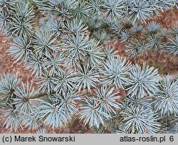 Cedrus atlantica (cedr atlaski)