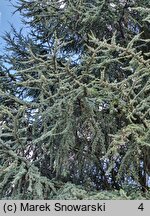 Cedrus atlantica (cedr atlaski)