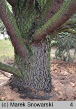 Cedrus atlantica (cedr atlaski)