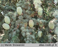 Cedrus atlantica (cedr atlaski)