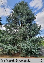 Cedrus atlantica (cedr atlaski)