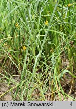 Linaria spartea (linaria miotlasta)