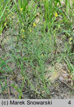 Linaria spartea (linaria miotlasta)