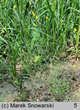 Linaria spartea (linaria miotlasta)