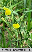 Linaria spartea (linaria miotlasta)