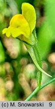 Linaria spartea (linaria miotlasta)