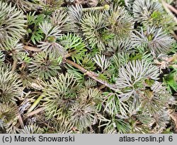 Ranunculus circinatus (jaskier krążkolistny)