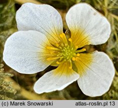 Ranunculus circinatus (jaskier krążkolistny)