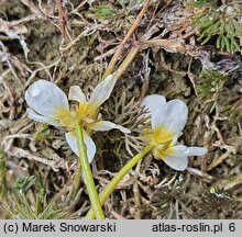 Ranunculus circinatus (jaskier krążkolistny)