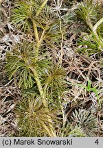 Ranunculus circinatus (jaskier krążkolistny)