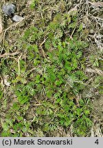 Ranunculus circinatus (jaskier krążkolistny)