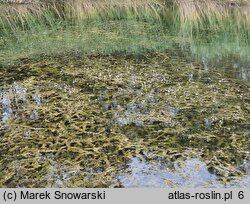 Ranunculus circinatus (jaskier krążkolistny)