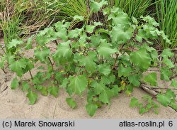 Xanthium albinum (rzepień włoski)